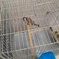 انواع سهره|پرنده|کبودرآهنگ, |دیوار