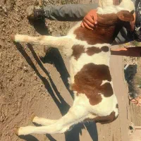 گوساله سیمنتال