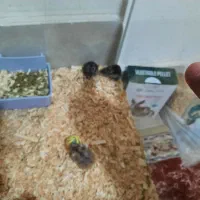 همستر کاملا سالم|موش و خرگوش|تبریز, |دیوار