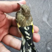 جوجه سهره چهارگل