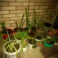 حراج تعداد زیادی گل و انواع گلدون معاوضه هم دارم