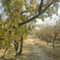 فروش-باغ-نقلی-در-ابراهیم-آباد-شهریار-سند-تک-برگ