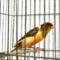 قناری سوپری