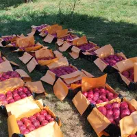 سیب قرمز|خوردنی و آشامیدنی|سیلوانه, |دیوار