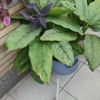 گل خیلی زیبای باغچه