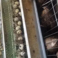 تخم بلدرچین نطفه دار|حیوانات مزرعه|زاهدان, |دیوار