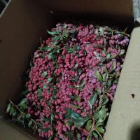 زرشک تازه|عمده‌فروشی|خواف, |دیوار