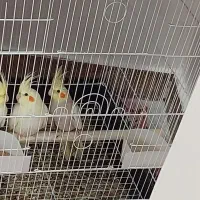 عروس هلندی|پرنده|رشت, حومه رشت|دیوار