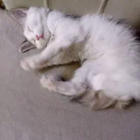 واگذاری گربه|گربه|تهران, صاحب الزمان|دیوار