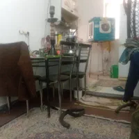 هم خانه خانم نیازمندم