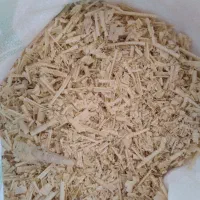 عروس هلندی لوتینو جفت|پرنده|گنبد کاووس, |دیوار