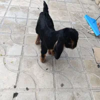 بره شیری|حیوانات مزرعه|کازرون, |دیوار