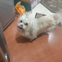 واگذاری سگ اپارتمانی