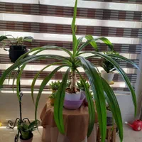 سوسن عنکبوتی|گل و گیاه طبیعی|تهران, نیروی هوایی (پیروزی)|دیوار
