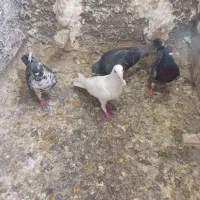 کفتر
