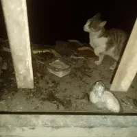 گربه خونگی پیدا شده|حیوانات|ارومیه, |دیوار