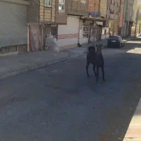 اسب و کره اسب|اسب و تجهیزات اسب‌سواری|باسمنج, |دیوار