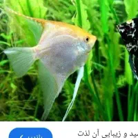 ماهی اکواریوم