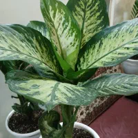 گلهای منحصر به فرد جذاب|گل و گیاه طبیعی|تهران, نیروی هوایی (پیروزی)|دیوار