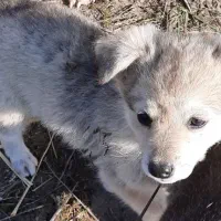 واگذاری سگ نژاد دار دورگه شیتزو