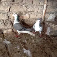 کفتر سینه دمپاک|پرنده|اصفهان, تیران|دیوار