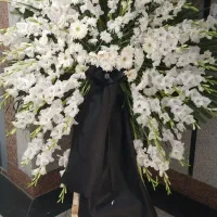 تاج گل|گل و گیاه طبیعی|تهران, فرحزاد|دیوار