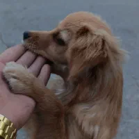 سگ گمشده|حیوانات|ورامین, خیر آباد|دیوار