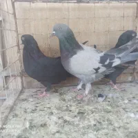 اصفهانی تهرونی ماده زره بدرنگ