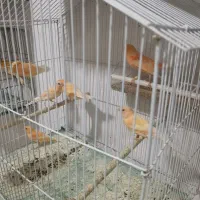 فروش قناری نر وماده|پرنده|بهبهان, |دیوار