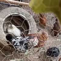 مرغ و جوجه زینتی|حیوانات مزرعه|گلبهار, نوبهار|دیوار