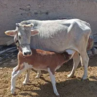گاو