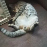 گربه تبی dsh|گربه|مراغه, |دیوار