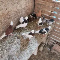 فروش جوجه کبوتر|پرنده|بهشهر, |دیوار