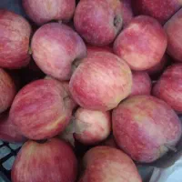 سیب|حراج|بروجرد, |دیوار