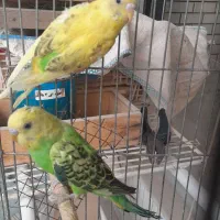 مرغ عشق وکوتوله