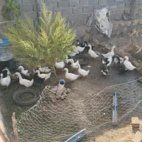 اردک گوشتی
