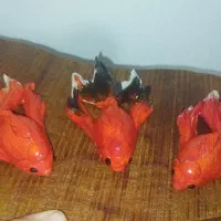 ماهی تزیینی