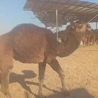 شتر|حیوانات مزرعه|داورزن, |دیوار