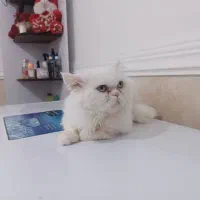 پرشین فلت|گربه|بوشهر, |دیوار