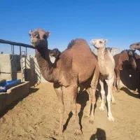 شتر هاشی بلوون دورگه چاق بدون شکم|حیوانات مزرعه|بافق, |دیوار