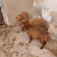 ۳راس کاور ماده مهربان باب داشت