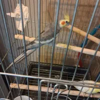 عروس هلندی مولد|پرنده|تهران, آذربایجان|دیوار