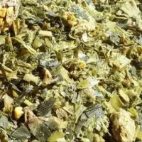 علوفه ذرت کشت اول