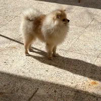 سگ پامرانین نر ۷ ماهه تربیت شده کامل