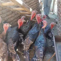 ده،عددبوقلمون،نرروستای|حیوانات مزرعه|خسروشاه, |دیوار