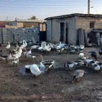 فروش غاز محلی|حیوانات مزرعه|پیرانشهر, |دیوار