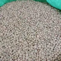 عدس و لوبیای محلی
