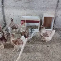 ویاندوت اپنزلر آرکانا ایام سبرایت ابریشمی برهما|حیوانات مزرعه|شیراز, غدیر شمالی|دیوار