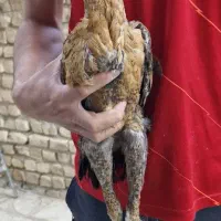 مرغ و خروس لاری اصیل|حیوانات مزرعه|شیروان (خراسان), |دیوار