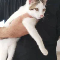 واگذاری بچه گربه ۳ ماه نر (نژاد DCH)